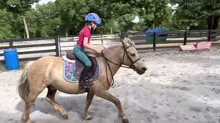 Tank Haflinger cross pony