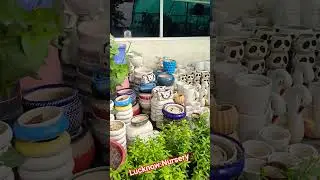 Lucknow Nursery Gomti Nagar|indoor plants|Lucknow Nursery visit|Gomti Nagar Nursery|#LucknowNursery
