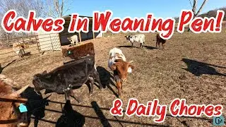 Calves get moved to the weaning pen and some farm chores! #farming #farm #farmlife #cattlefarming 