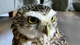 Tippy taps and lightening runs: watch a burrowing owl in action 🦉