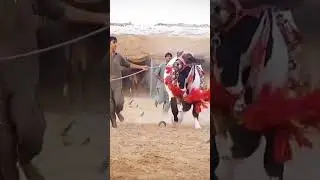 Masha Allah  #qurbanilovers #10million #cattlefuns #bakraeidlover #cow #dalfacattleshow