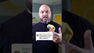 Why I recommend Peachface Lovebirds #parrot