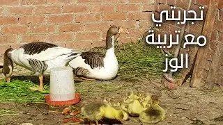 تجربتي مع تربية الوز 🦆 في البيت | شوفوا حصل ايه من جارتي!