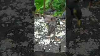 Cat Tv Birds View #birds #cat #kitten #dog #entertainment