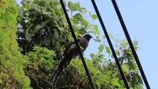 #樹鵲 #螳螂 #graytreepie #food #mantis 2025/09/19