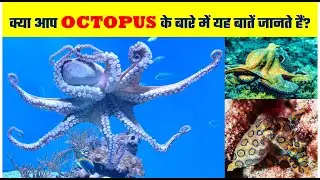 Octopus Interesting Facts in Hindi || ऑक्टोपस के बारे में मजेदार बातें