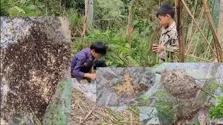 Two orphansDuynhan brothers went into the forest to find ant eggs to cook.