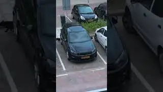 Car alarm scares cat