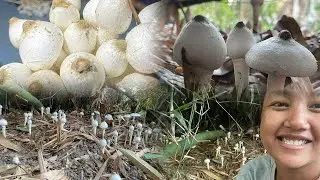 Winter&rsquo;s surprise: Mushroom blooming in our garden 🍄🍄