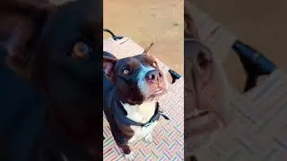 Roman dog 🐕&zwj;🦺👌🔥#Happyliferoman #shorts