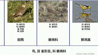 鸟, 目 雀形目, 科 鶺鴒科 bird Seasons 包氏短尾雀 Telecasted Passeriformes 南極鷚 鹡鸰属 印度鶺鸰 黄喉长爪鹡鸰 Motacillidae 山鹡鸰属