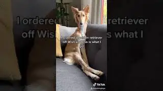 wish dog