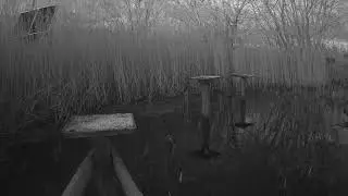 RSPB Leighton Moss Grit Trays Live Stream