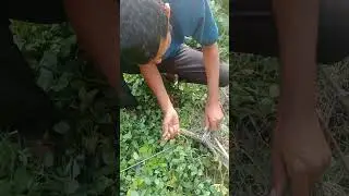 ​Pythons 101: Amazing Facts About the World's Largest Snakes