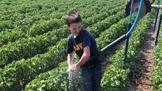 Irrigation Supervisor needed - Lone Star Family Farms