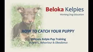 How to catch your puppy - 2 MIN Kelpie Pup Training