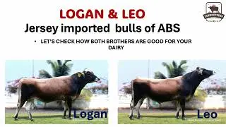 ABS Leo vs Logan:Jersey Imported Bull Brothers Boosting Farm Productivity!