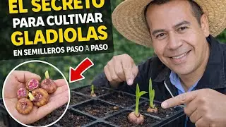 Cómo GERMINAR semillas o camotes de GLADIOLAS en semilleros paso a paso. 