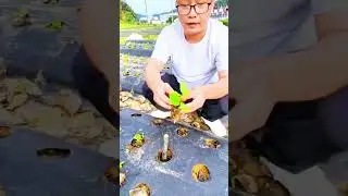 techniques for installing and planting on plastic mulch manually #farming #agriculture #shorts