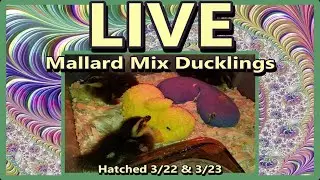 Ducklings! New Mallard Mix Babies 2.5 Days Old #duckling #livestream #camera #animals #pets