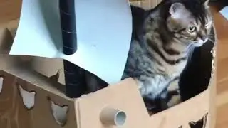 Pirate Roomba Cat Miss Zillion