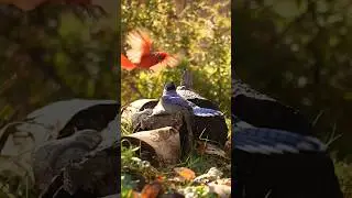 Angry Birds! Cardinal and Blue Jay birds get territorial #nature #animals #birds