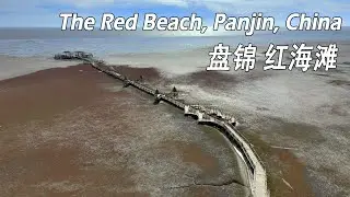 [4K] Panjin Red Beach: Exploring the Beauty of the northmost coastline in China