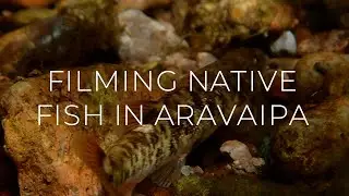 Arizona Native Fish Vlog | Filming Native Fish in Aravaipa Creek
