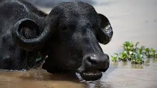 Maharashtra Taking Strict Measures Against Illegal Beef Trade Govt