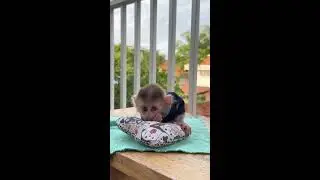 Part 11 /  Enjoy the daily Lovely adorable monkey so tiny