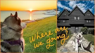 Roadtrip from Florida to Maine with giant dogs