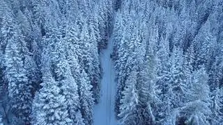 Cozy Relaxing Christmas Ambience Instrumental Christmas Music Snow Nature Sleep Reduce Stress