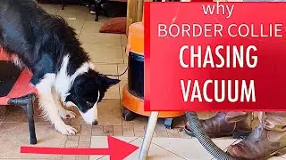BORDER COLLIE chases things | dog training to STOP bad behaviour