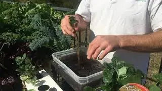The Salad Table Seedling Baskets