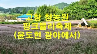 고창 청농원,핑크뮬리 축제,(윤도현 광야에서)