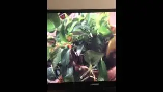 Malcolm in the middle Lois cleans rug opening short