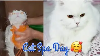 How to Bathe a Cat | Cat Bath Time Adventure with Muezza🥰
