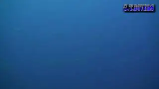 100130イソマグロの大群