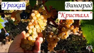 Виноград КРИСТАЛЛ. Урожай и Особенности ТЕХНИЧЕСКОГО СОРТА