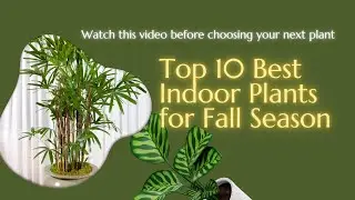 Top 10 Best Indoor Plants for the Fall Season