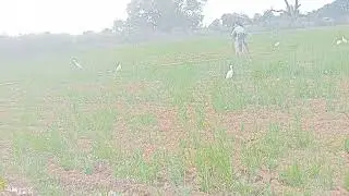 लाइक शेयर कमेंट सस्काइब करें दोस्त मेरे विडियो कैसे लगता है 