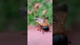 Tabanus bovinus 1🪰🐝#shorts