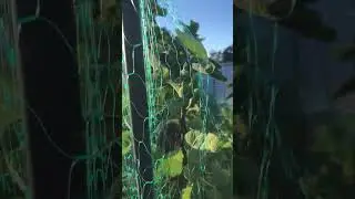 Have you thought about growing FIGS in a Container (POT)? Results in this video.