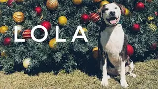 2yo mixed breed (Lola) | 2 Week Board & Train | Best Dog Trainers in Florida 