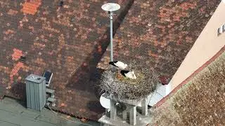 2023 04 20 St&ouml;rche in R&ouml;ttenbach, andere Perspektive, bald m&uuml;ssten sie schl&uuml;pfen