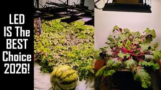Growing Indoor With LED 2026!!! (episode 11) Indoor Gardening!