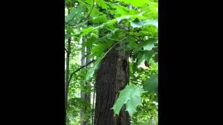 That Leaf is Possessed!!