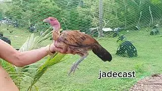 JADECAST MALATUBA HENNIE AA COBRA