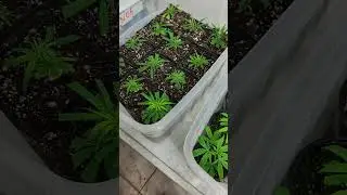 CLONES mudas cannabis cultivo indoor