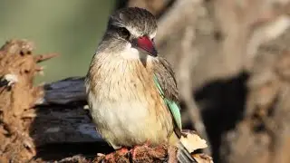Brown-hooded Kingfisher call / sound